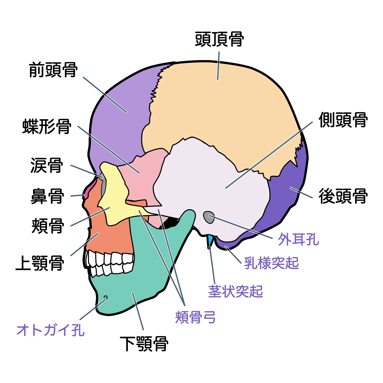 骨が集まってできた頭蓋骨と頭痛の関連